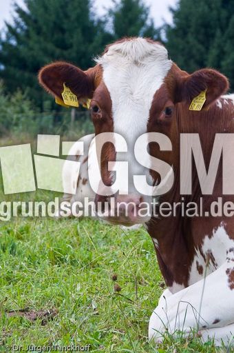 Hausrind (101 von 174).jpg